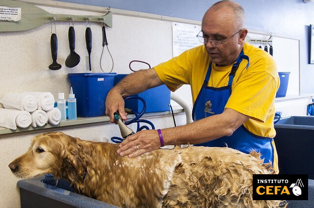 Peluquería y estética canina